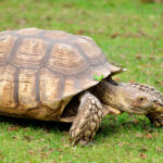 Sulcana Kaplumbağası Özellikleri ve Bakımı