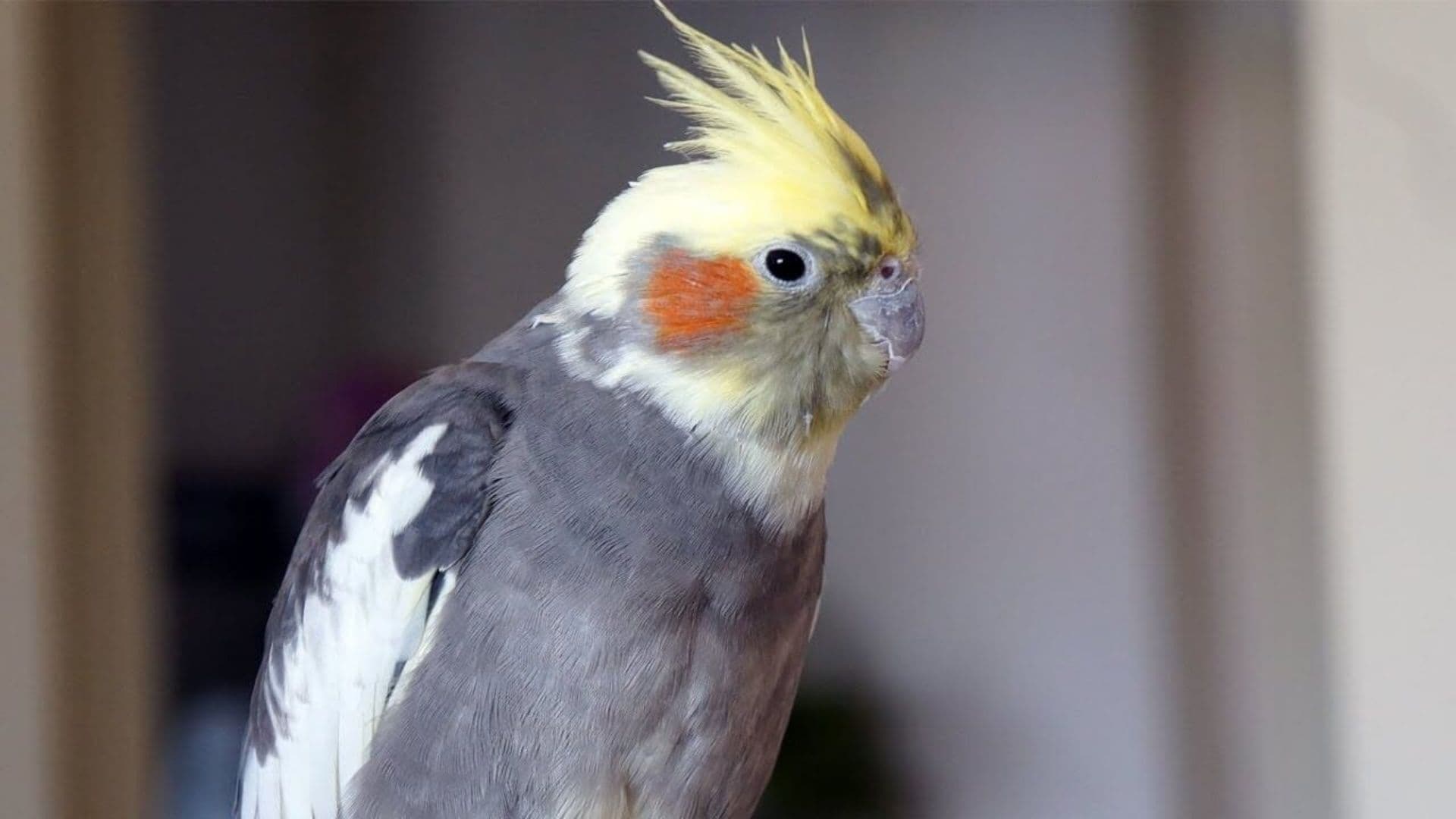 Dişi Sultan Papağanı Özellikleri,Beslenme ve Eğitim - Zoo Blog