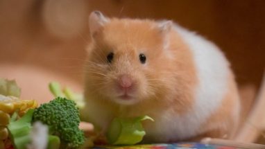 Suriye Hamster Özellikleri, Bakımı ve Beslenme