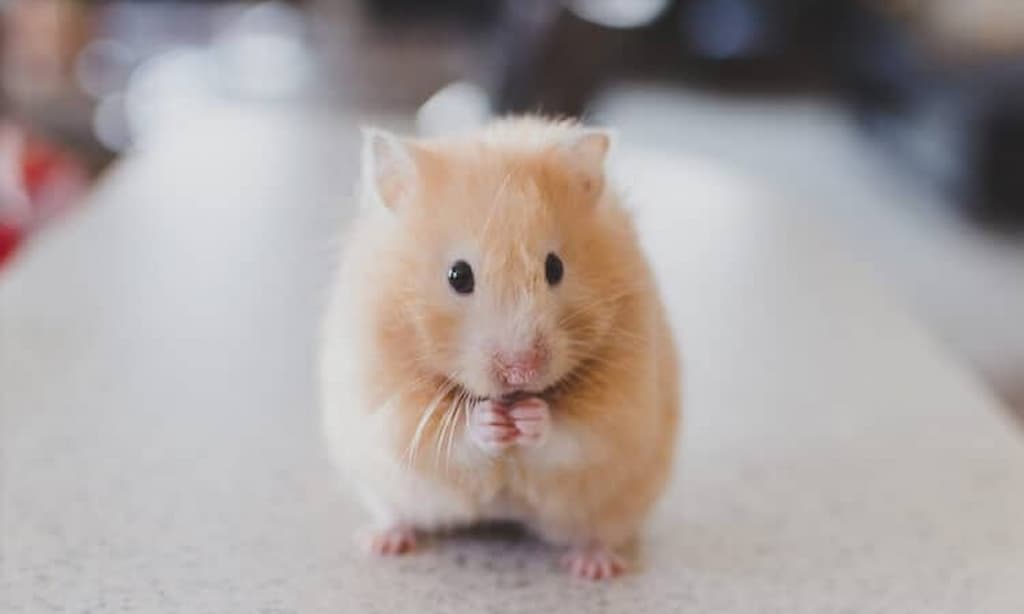 Suriye Hamsterı Bakımı Nasıl Olmalı?