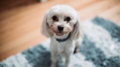 Süs Köpeği Irkları Nelerdir? Süs Köpeği Cinsleri