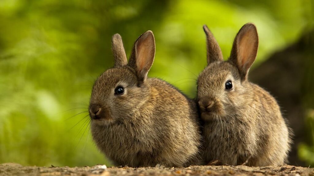 tavşan ile ilgili bilgiler