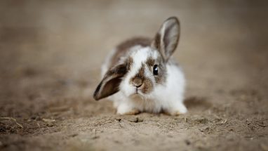 7 Maddede En Temel Tavşan Malzemeleri