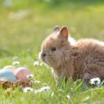 7 Maddede En Yaygın Tavşan Rahatsızlıkları