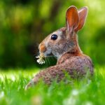 Tavşan Sağlığı İçin Dikkat Edilmesi Gerekenler