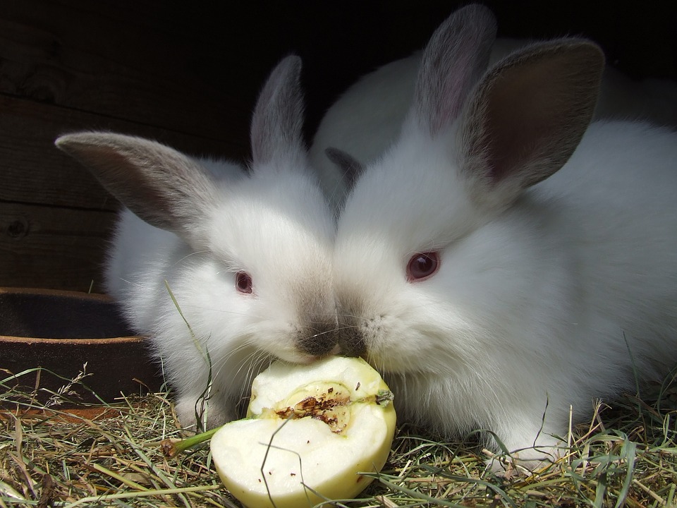 Tavşanlar Elma Yiyebilir Mi?