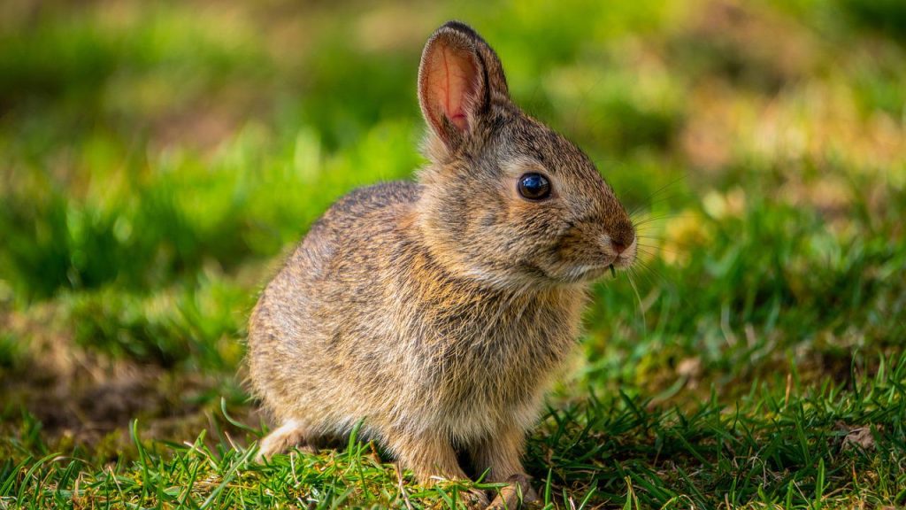 Tavşanlar Maydanoz Yiyebilir Mi?