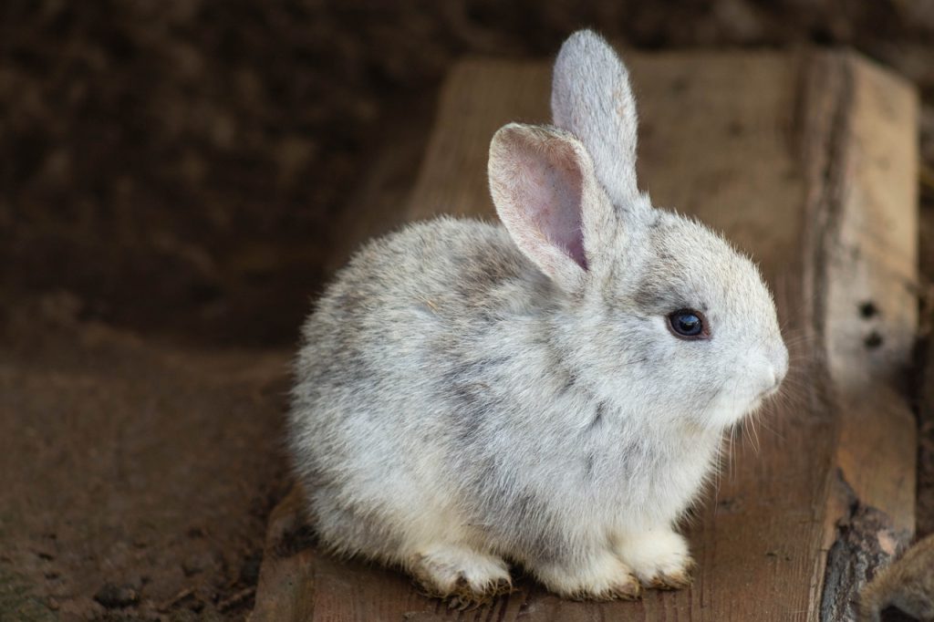 Tavşanlarda Cilt Hastalıkları