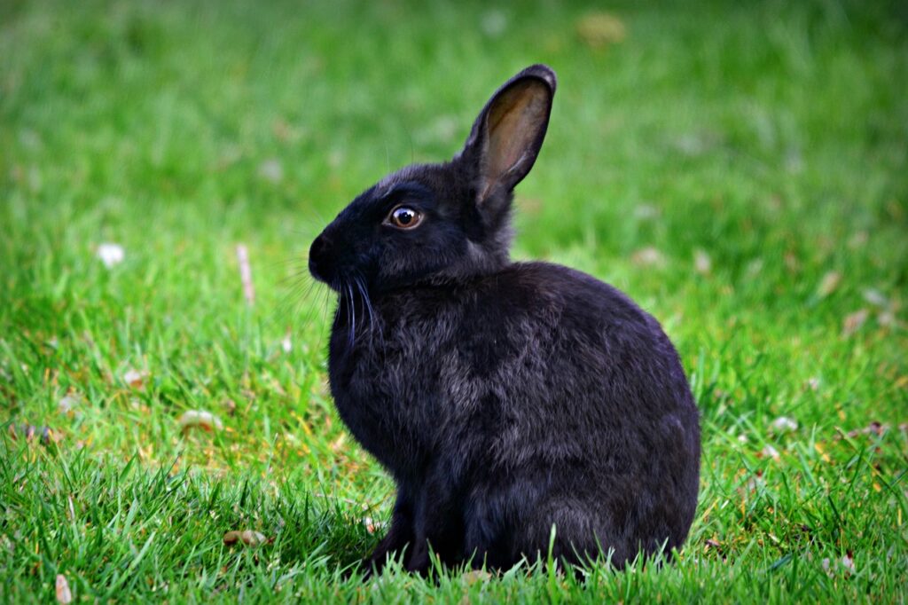 Tavşanlarda Davranış Sorunları 