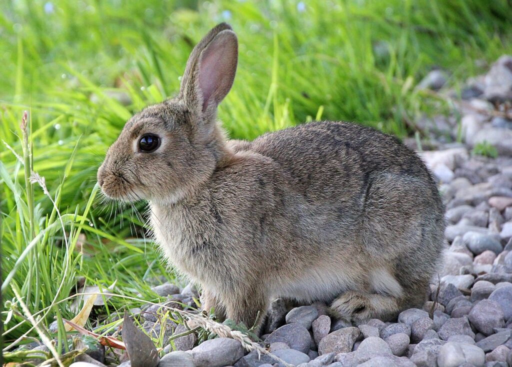 Tavşanlarda Hastalık Belirtileri 