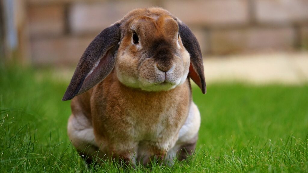 Tavşanlarda Hastalık Belirtileri 