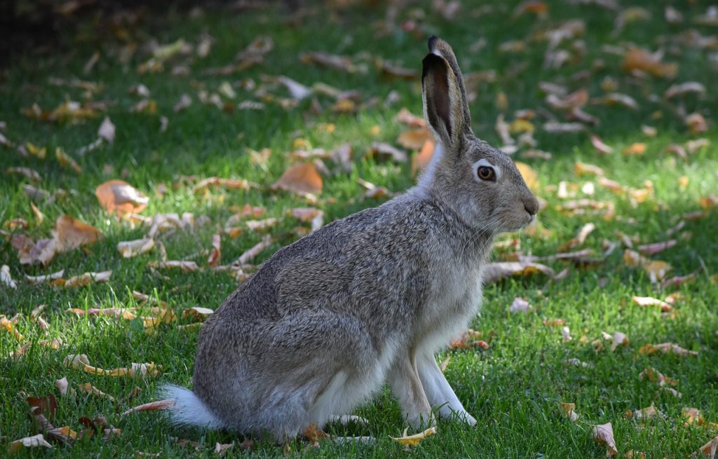 Tavşanlarda İştahsızlık