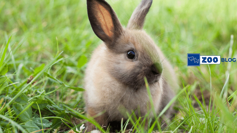 Tavşanlarda Tümör 
