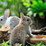 Tavşanlarda Tümör Nedir? Tedavisi Var mı?