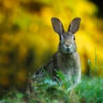 Tavşanların İhtiyaç Duyduğu Ürünler
