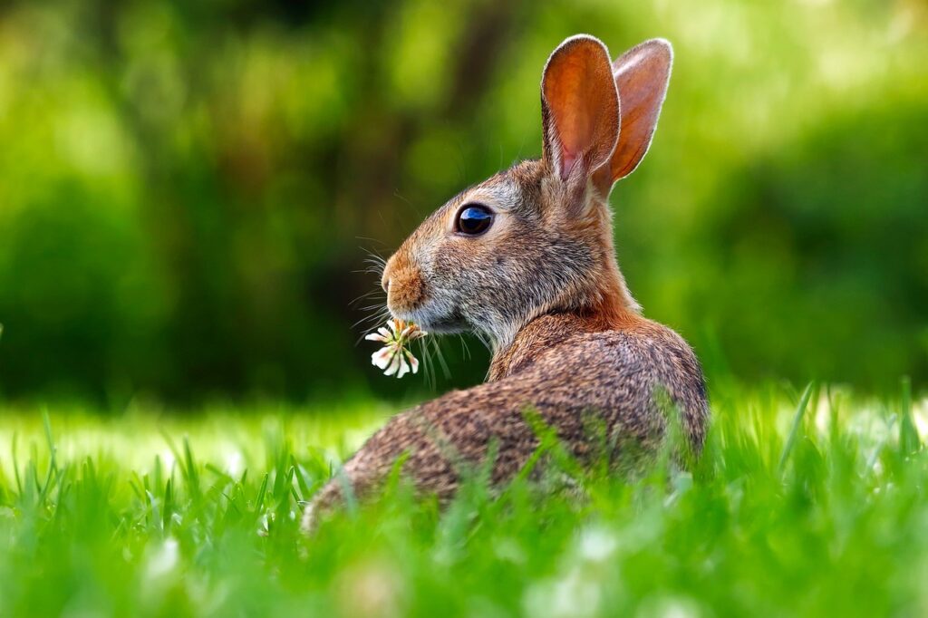 Tavşanlarla İlgili Bilgiler