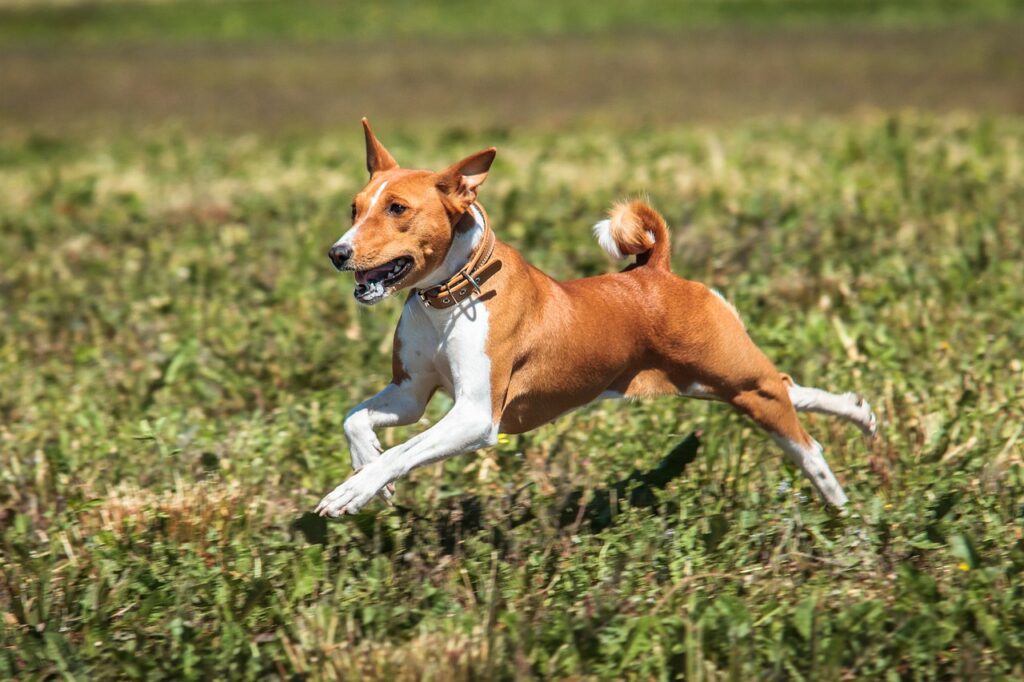 12 Maddede Tazı Grubu Köpek Irkları