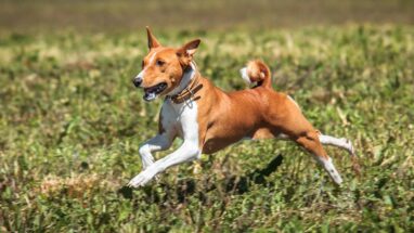 12 Maddede Tazı Grubu Köpek Irkları