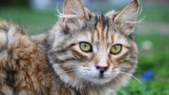 Tekir Kedi Ömrü Ne Kadar Olur? Tekir Kedi Özellikleri Nelerdir?