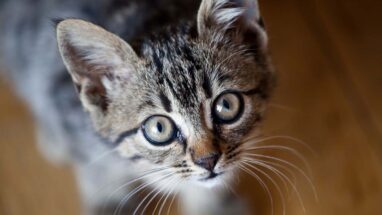 Kedi Adları Dosyası: Kedinize Ne İsim Verebilirsiniz?