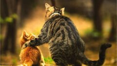 Kedi Kaç Sene Yaşar?
