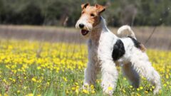 11 Maddede En Popüler Teriyer Köpek Cinsleri