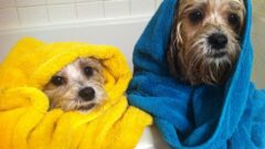Terrier Köpek Bakımı Hakkında Bilinmesi Gerekenler