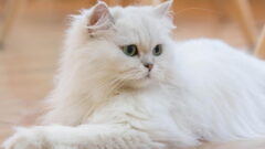 Tiffanie Kedi Irkı Özellikleri ve Bakımı