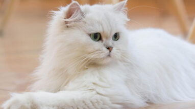 Tiffanie Kedi Irkı Özellikleri ve Bakımı