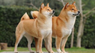 Tilkilere Benzeyen Köpek Irkları Hangileri?
