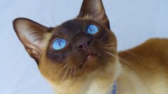Tonkinese Kedi Irkı Özellikleri, Karakteri, Bakımı ve Beslenme İhtiyacı