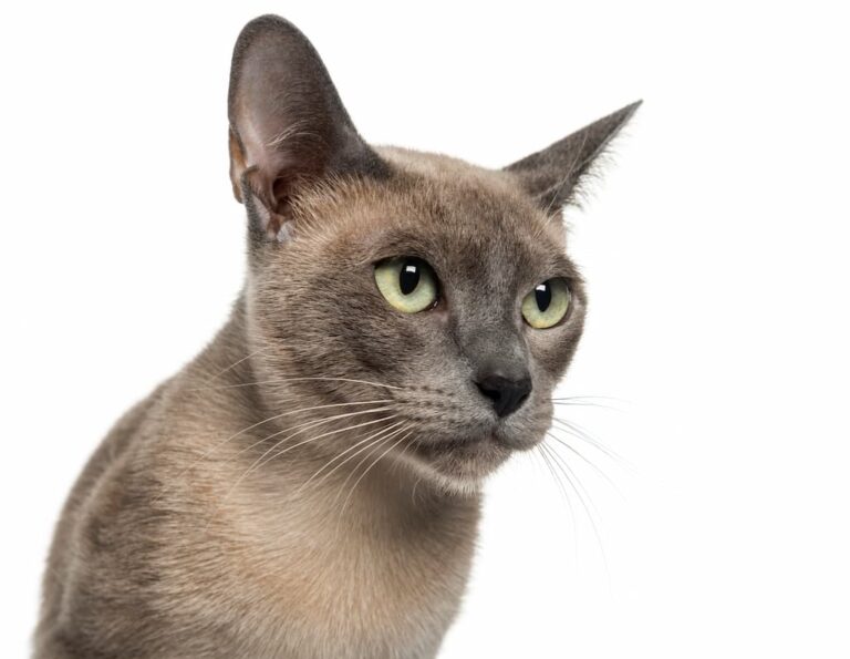 Tonkinese Kedi Irkı Özellikleri, Karakteri, Bakımı ve Beslenme İhtiyacı