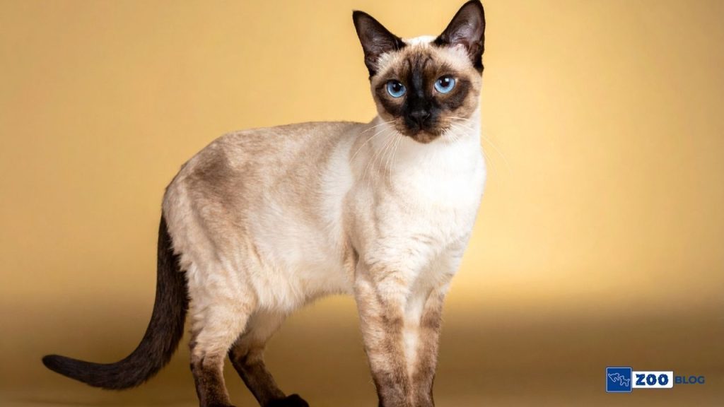 Tonkinese Kedi Kaç Sene Yaşar? Tonkinese Kedi Kaç Sene Yaşar?