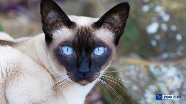 Tonkinese Kedi Kaç Sene Yaşar?