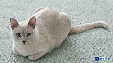 Tonkinese Kedi Karakteri ve Özellikleri