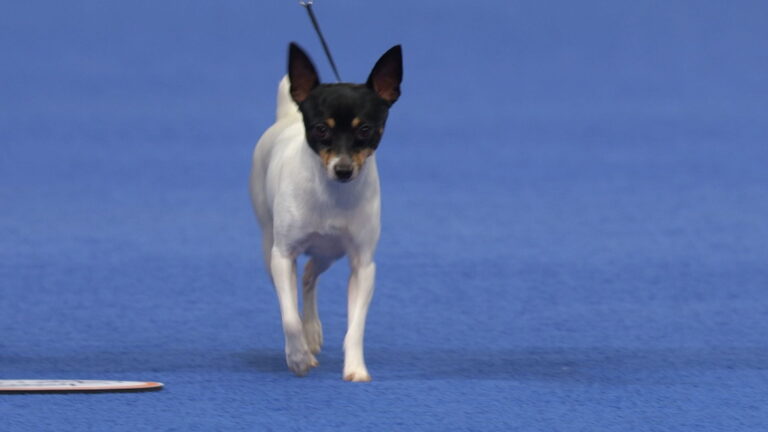 Toy Fox Terrier Köpek Irkı Tüm Özellikleri, Genel Bakım ve Sağlık