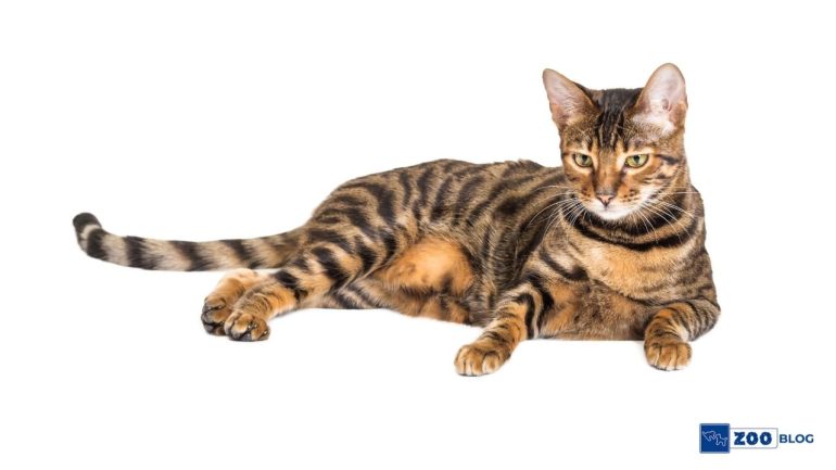 Toyger Kedi Kaç Sene Yaşar?