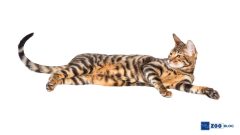 Toyger Kedi Karakteri ve Özellikleri