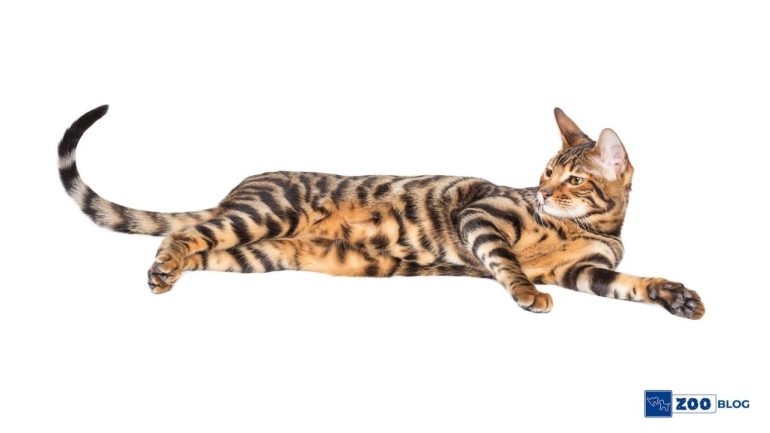 Toyger Kedi Karakteri ve Özellikleri