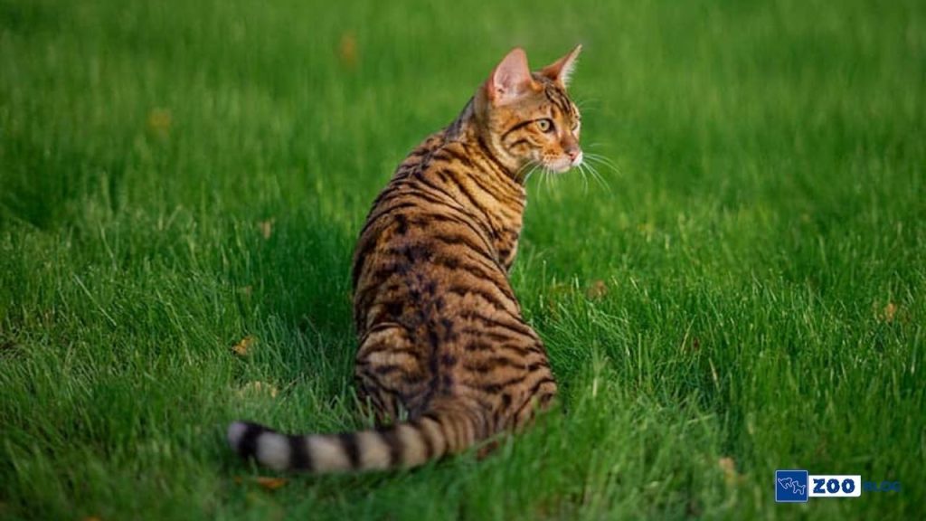 Toyger Kedisi Karakteri