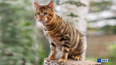 Toyger Kedisi Karakteri, Özellikleri Bakımı