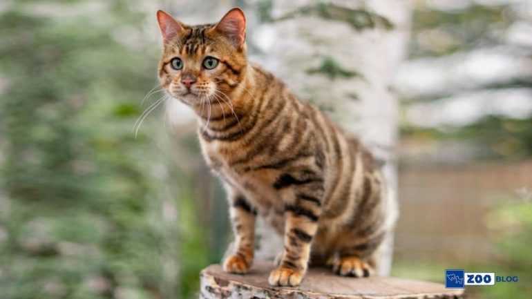 Toyger Kedisi Karakteri, Özellikleri Bakımı