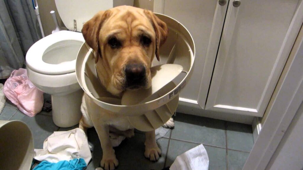 Köpeğe tuvalet eğitimi nasıl verilir