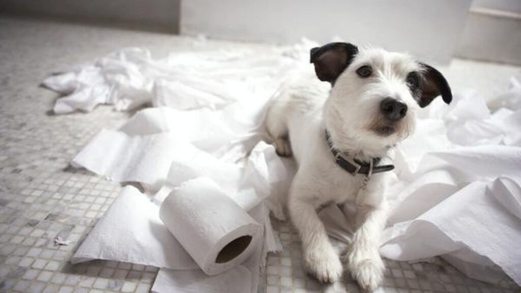 Köpekte İshali Ne Keser? Köpeklerde İshal Rahatsızlığının Nedenleri Nelerdir? Tedavisi Nasıl Olmalıdır?