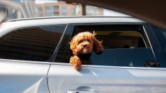 9 Maddede Tüy Dökmeyen Köpek Cinsleri