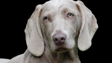 Tüy Dökmeyen Köpek Irkları