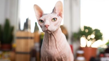 8 Maddede Tüysüz Kedi Irkları
