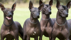 5 Maddede Tüysüz Köpek Cinsleri