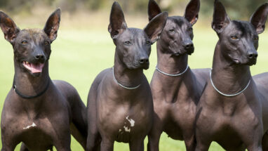 5 Maddede Tüysüz Köpek Cinsleri