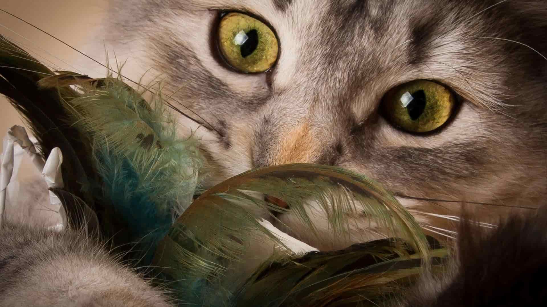 Kediler Ne Kadar Yaşar? Zoo Blog